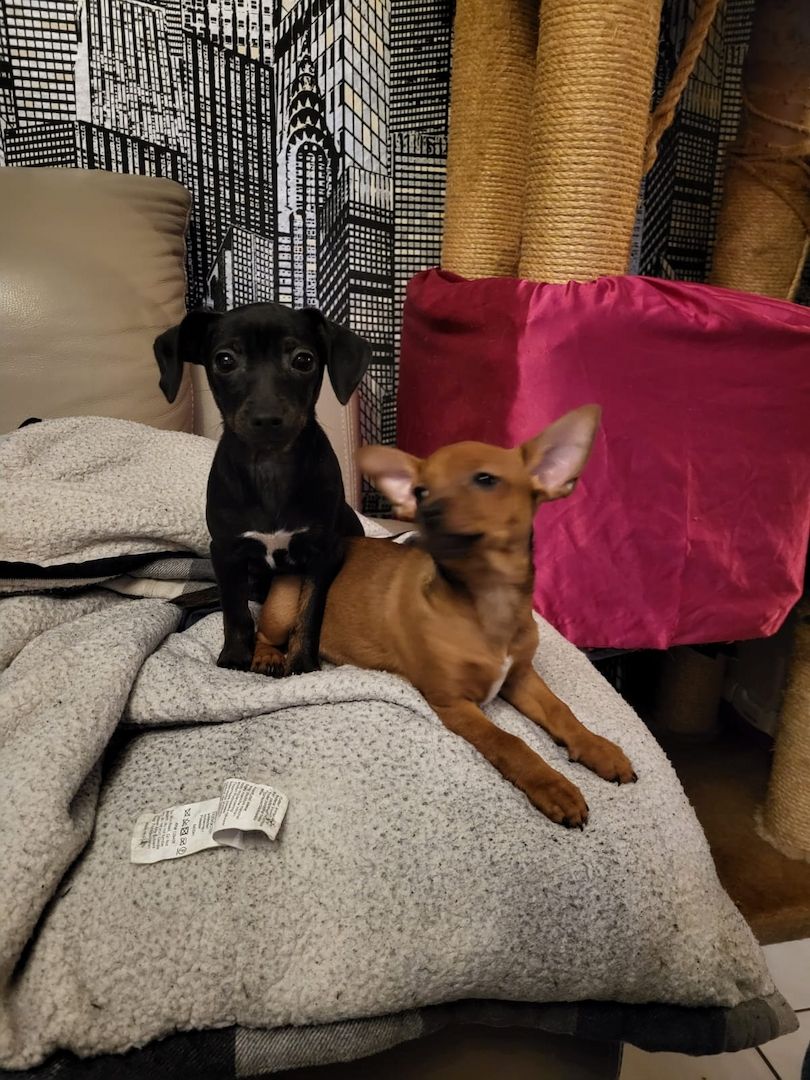 Zwergpinscher-Prager Rattler Welpen Zwergpinscher-Prager Rattler Welpen