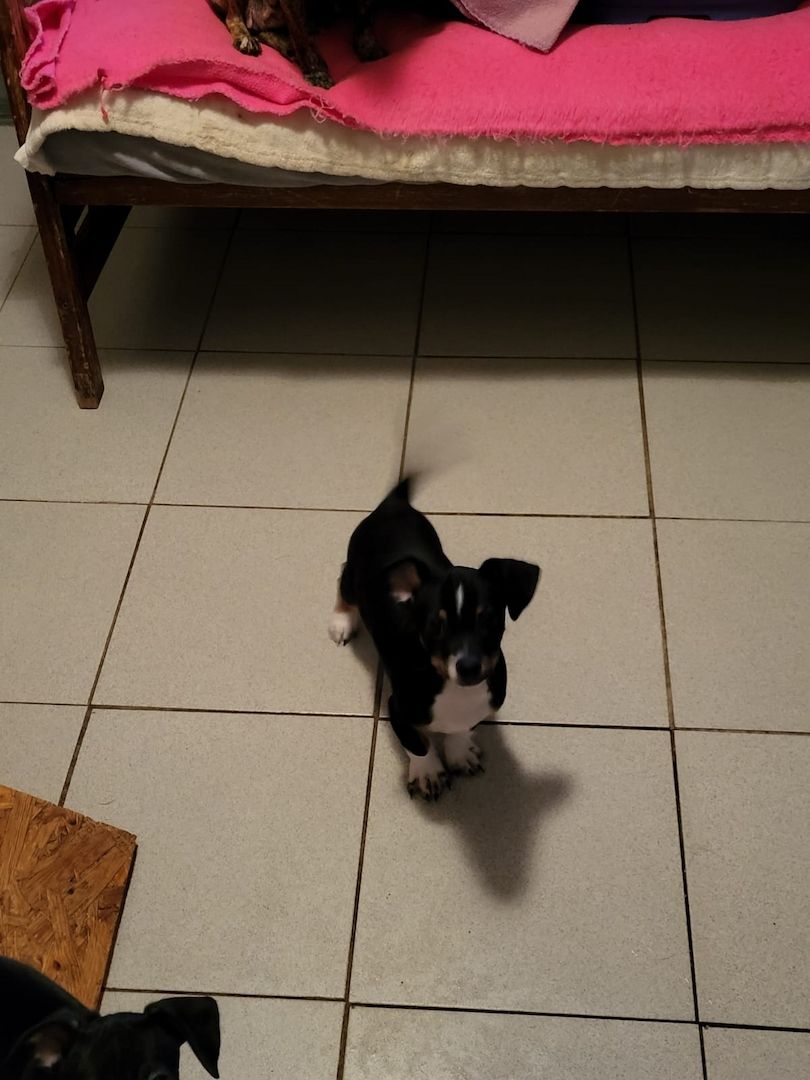 Zwergpinscher-Prager Rattler Welpen Zwergpinscher-Prager Rattler Welpen