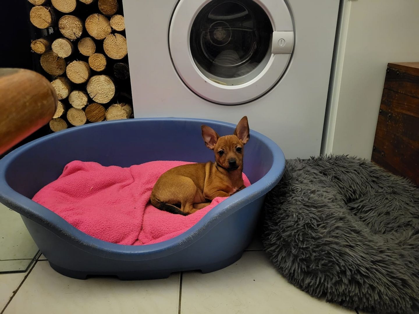 Zwergpinscher-Prager Rattler Welpen Zwergpinscher-Prager Rattler Welpen