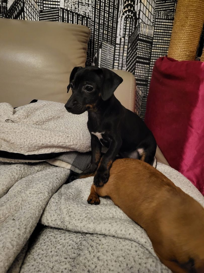 Zwergpinscher-Prager Rattler Welpen Zwergpinscher-Prager Rattler Welpen