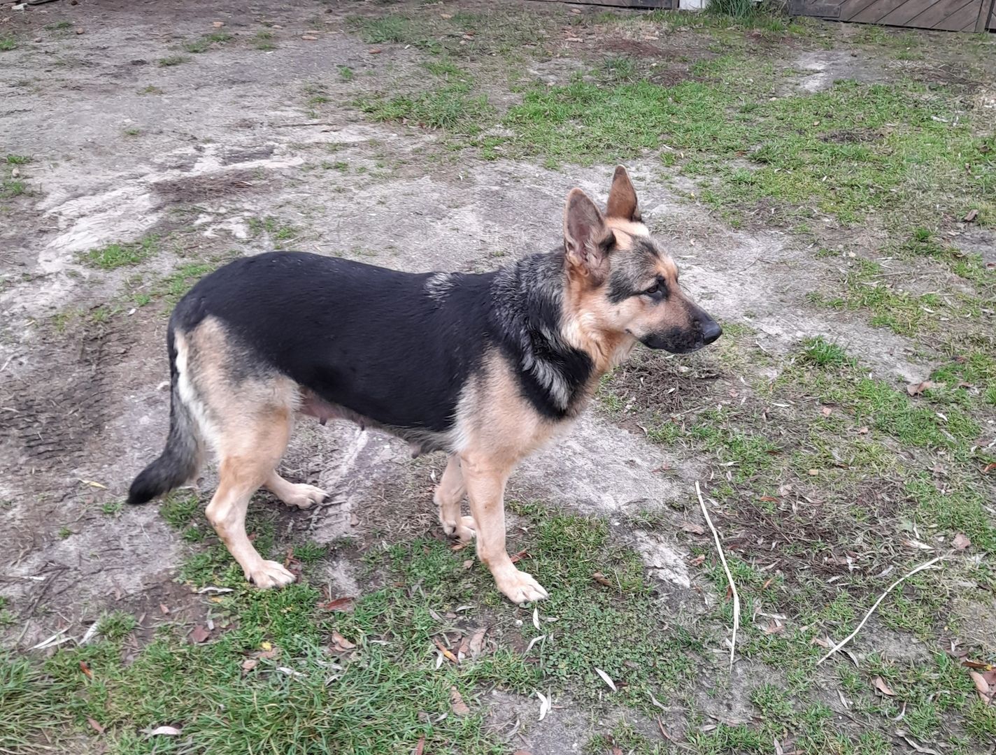 Germanischer Bärenhund - Schäferhund Mischlinge