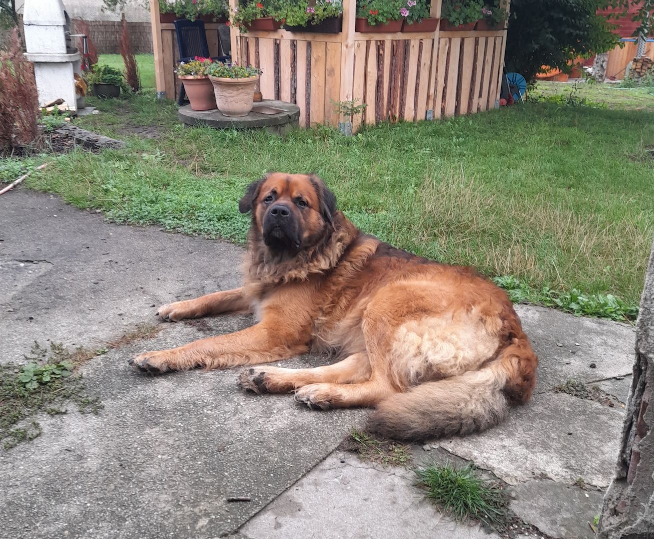 Germanischer Bärenhund - Schäferhund Mischlinge