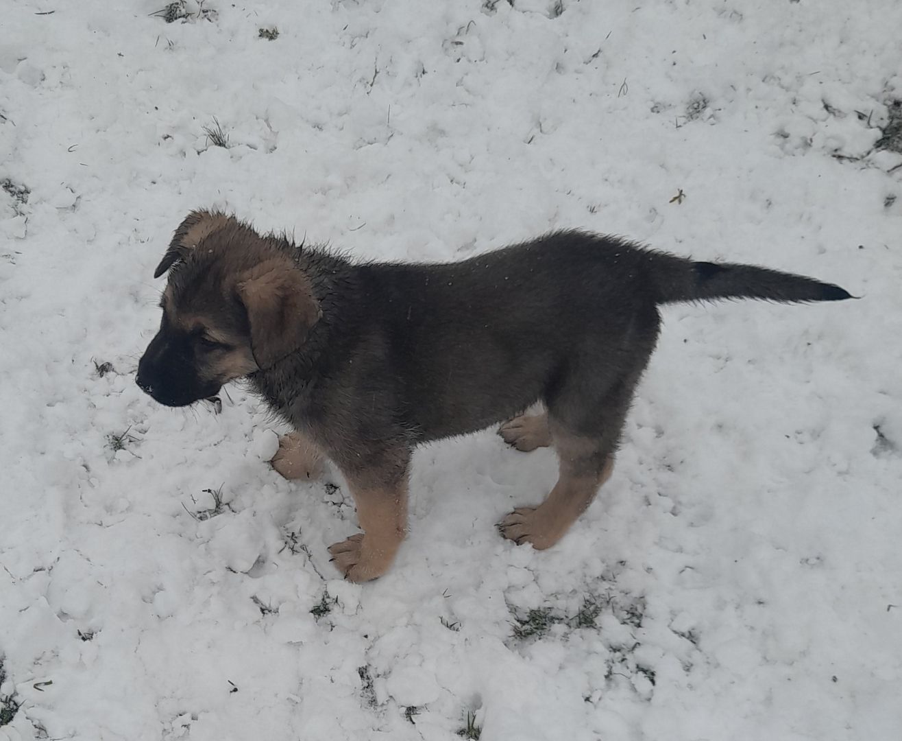 Germanischer Bärenhund - Schäferhund Mischlinge