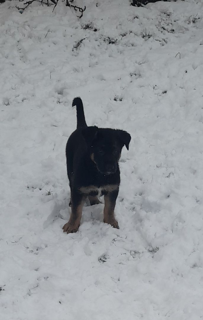 Germanischer Bärenhund - Schäferhund Mischlinge