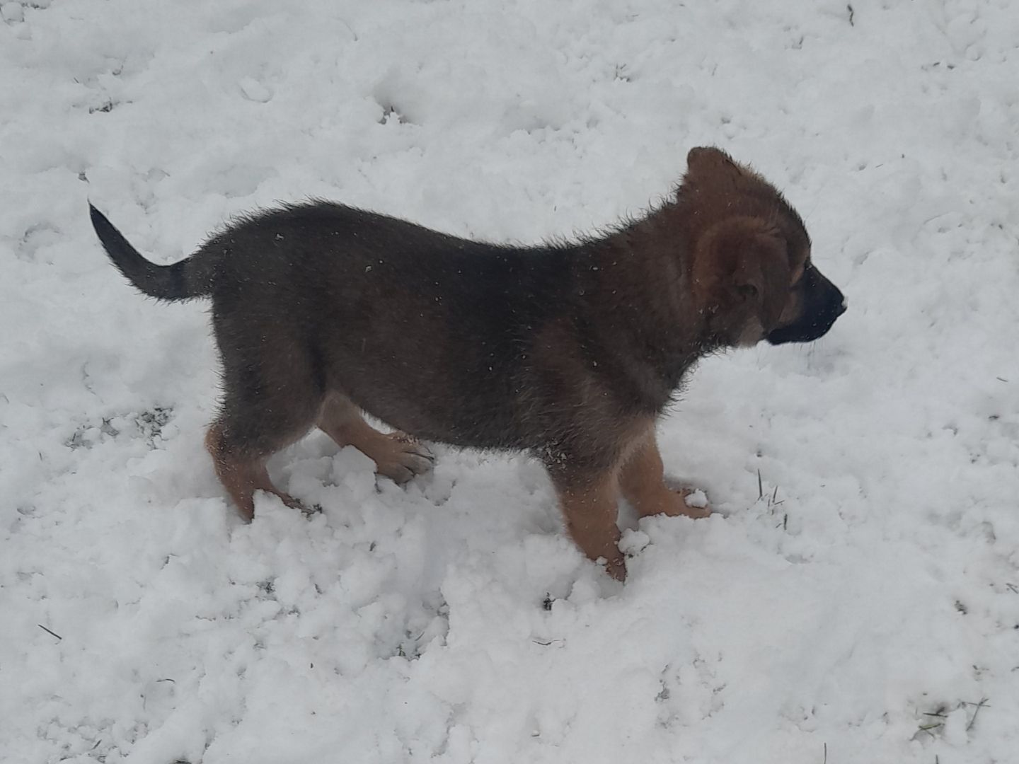 Germanischer Bärenhund - Schäferhund Mischlinge