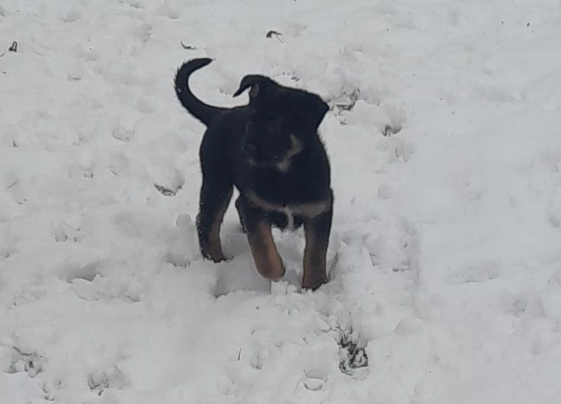 Germanischer Bärenhund - Schäferhund Mischlinge