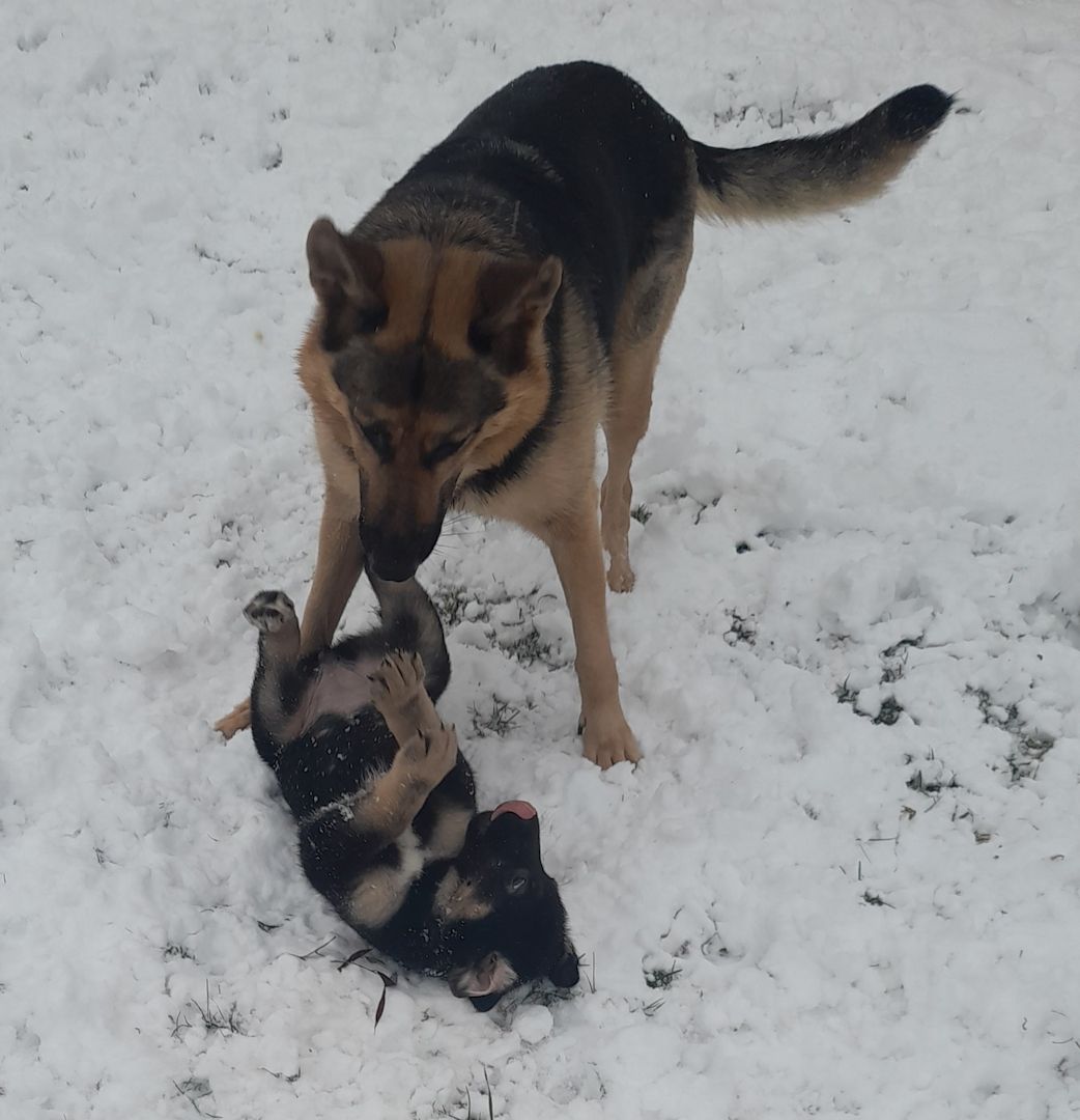 Germanischer Bärenhund - Schäferhund Mischlinge