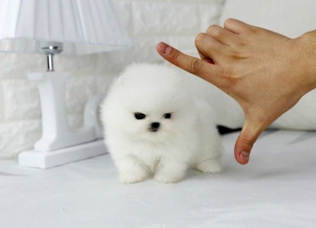 MINI POMERANIAN ZWERGSPITZ BOO WELPEN ZUM VERSCHENKEN