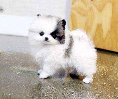 MINI POMERANIAN ZWERGSPITZ BOO WELPEN ZUM VERSCHENKEN