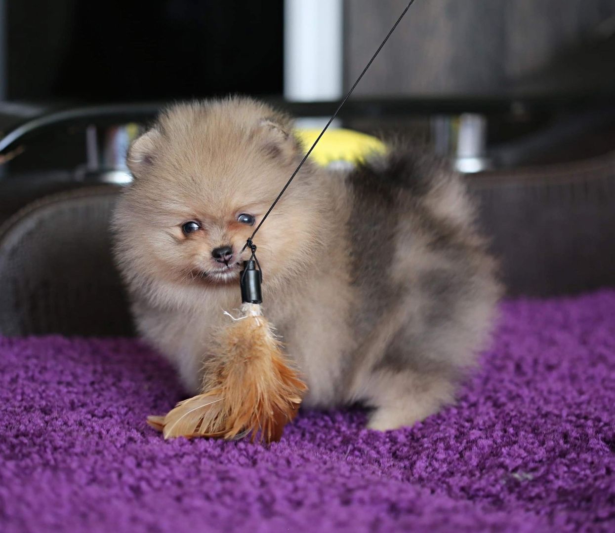 MINI POMERANIAN ZWERGSPITZ BOO WELPEN ZUM VERSCHENKEN
