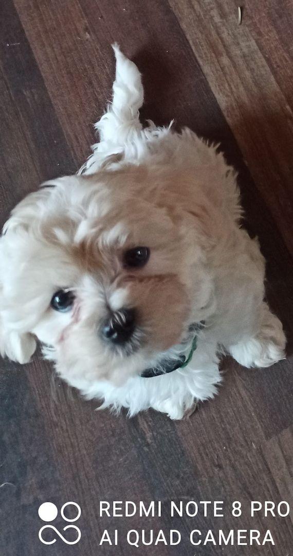 Welpe Malteser Powerpaket Agillity