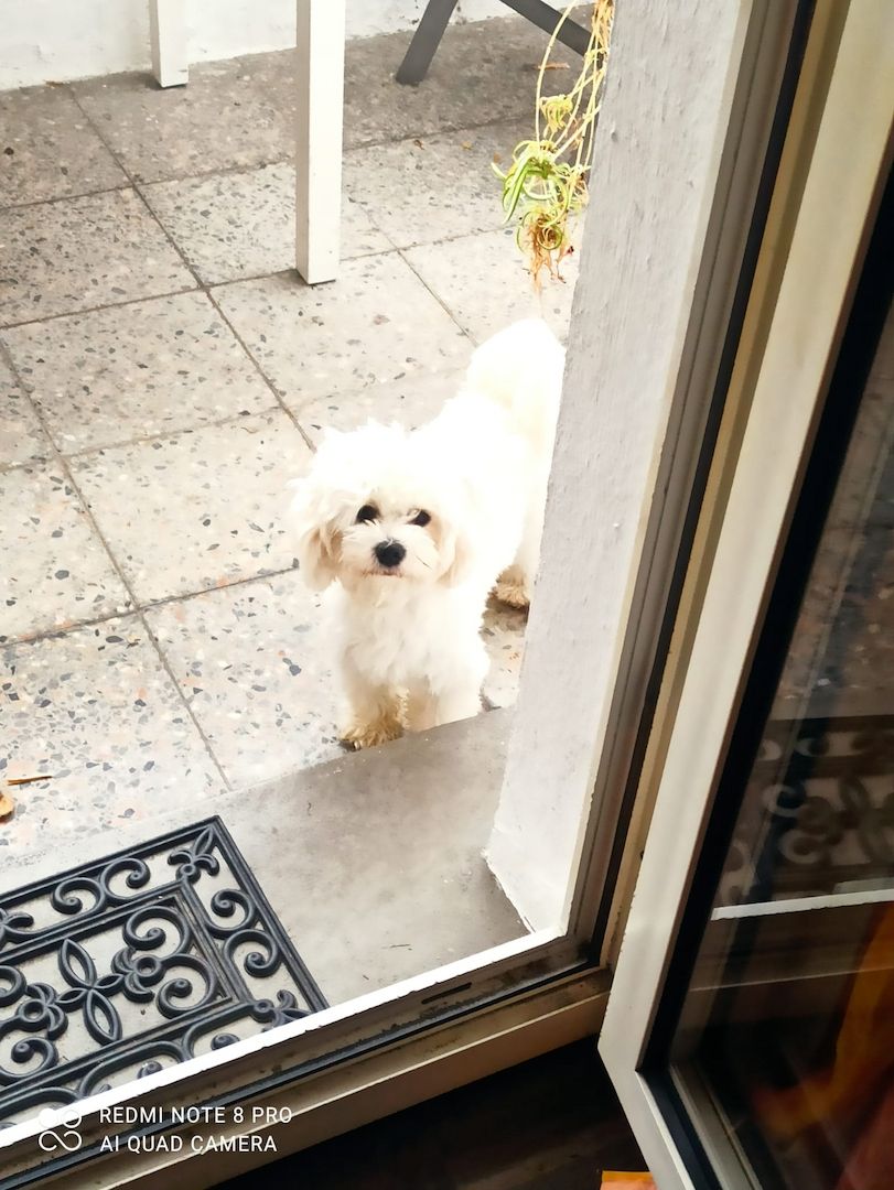 Welpe Malteser Powerpaket Agillity