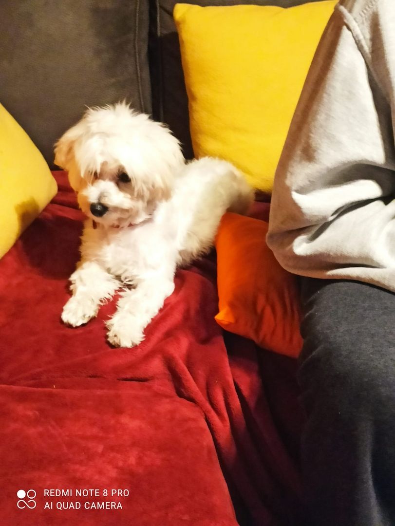 Welpe Malteser Powerpaket Agillity