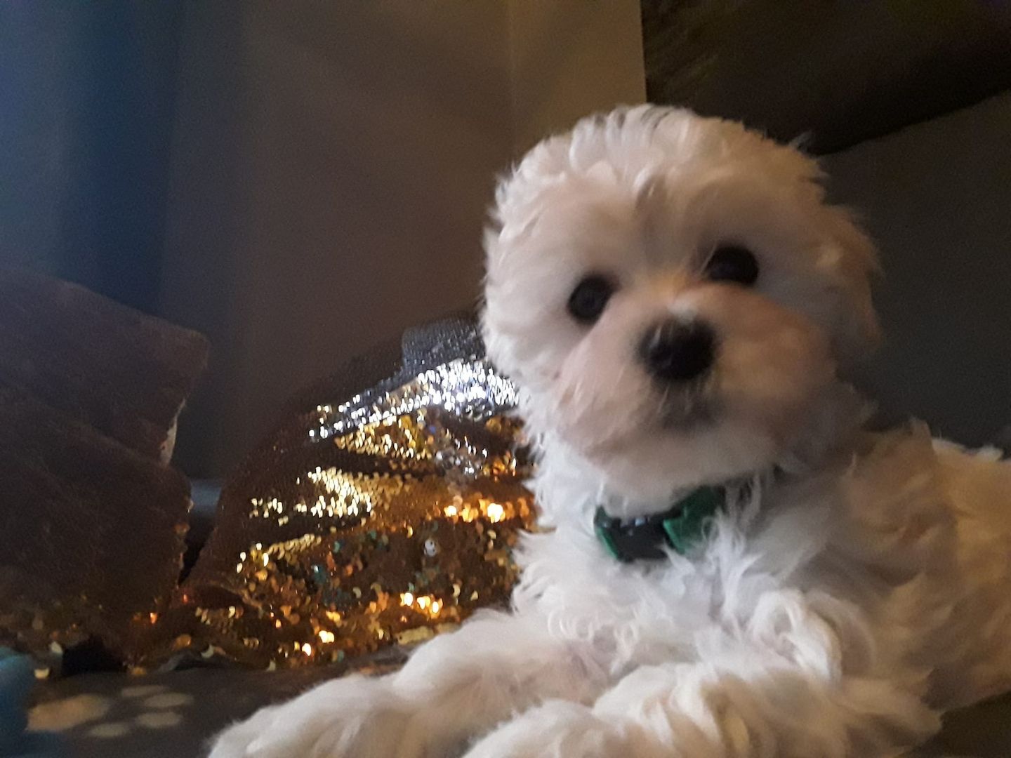 Welpe Malteser Powerpaket Agillity