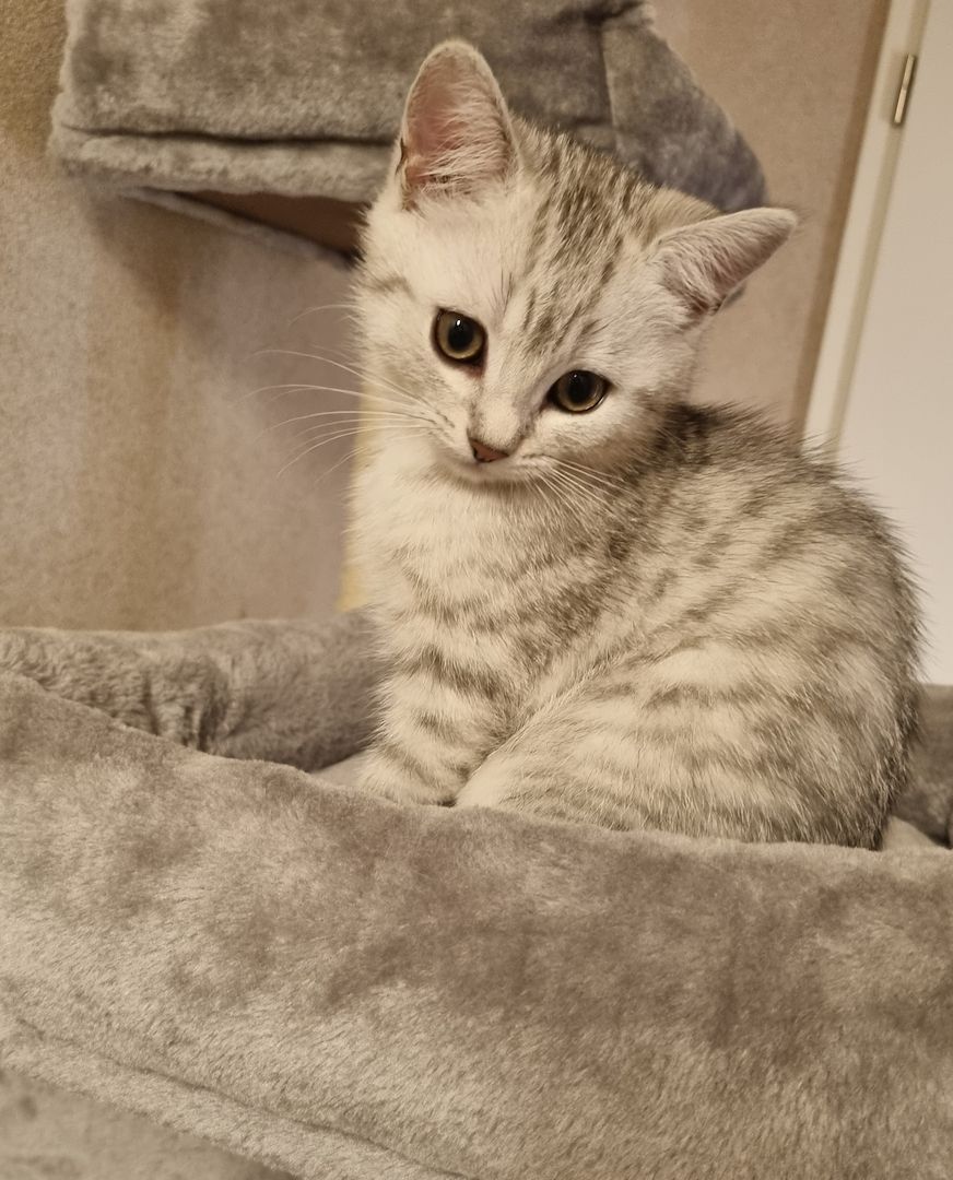 BKH Kitten 400€