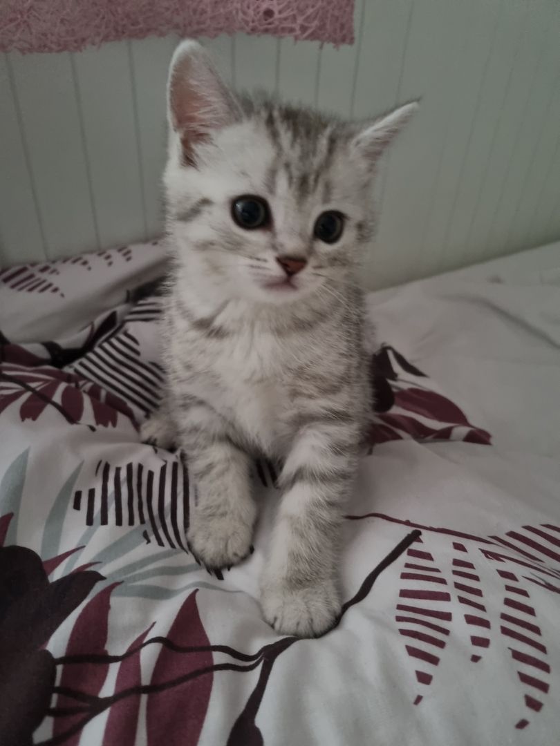 BKH Kitten 400€