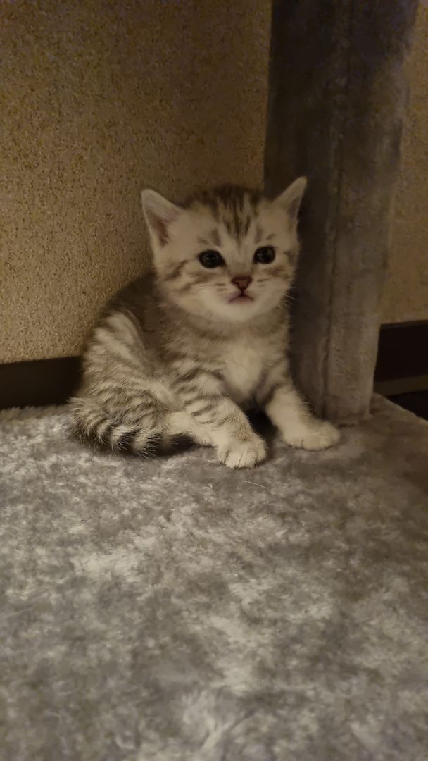 BKH Kitten 400€