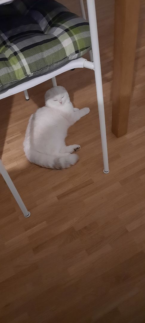 BKH Mix Katze BKH Mix Katze