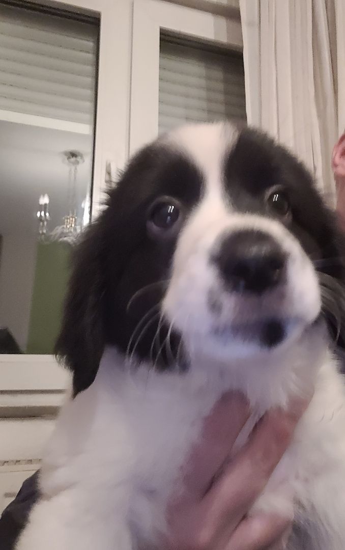 Wunderschöne Bordercollie Mischlings Welpen suchen ein neues Zuhause