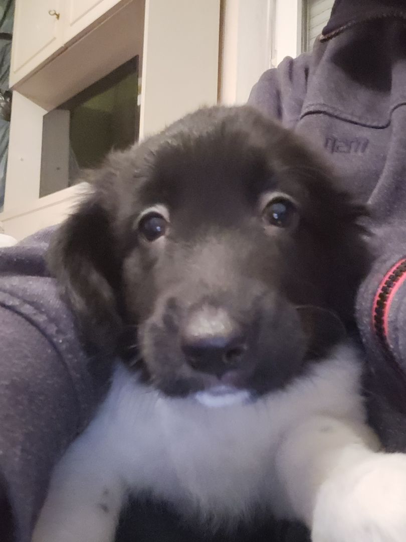 Wunderschöne Bordercollie Mischlings Welpen suchen ein neues Zuhause