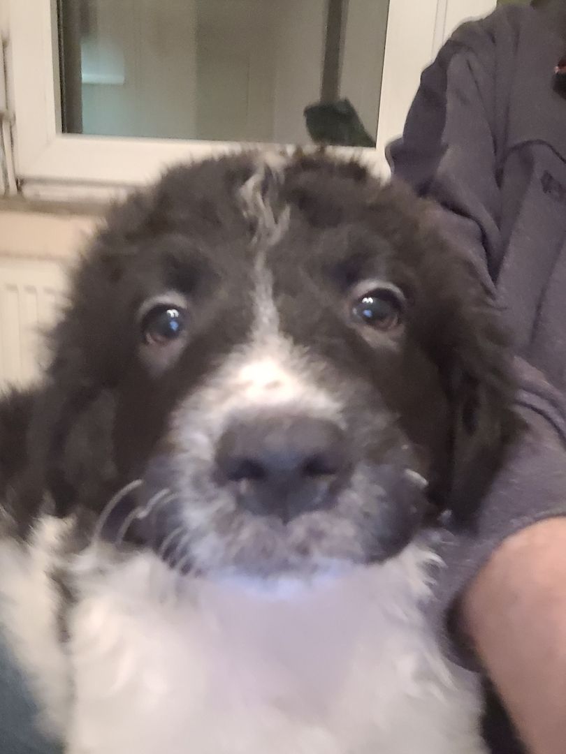 Wunderschöne Bordercollie Mischlings Welpen suchen ein neues Zuhause