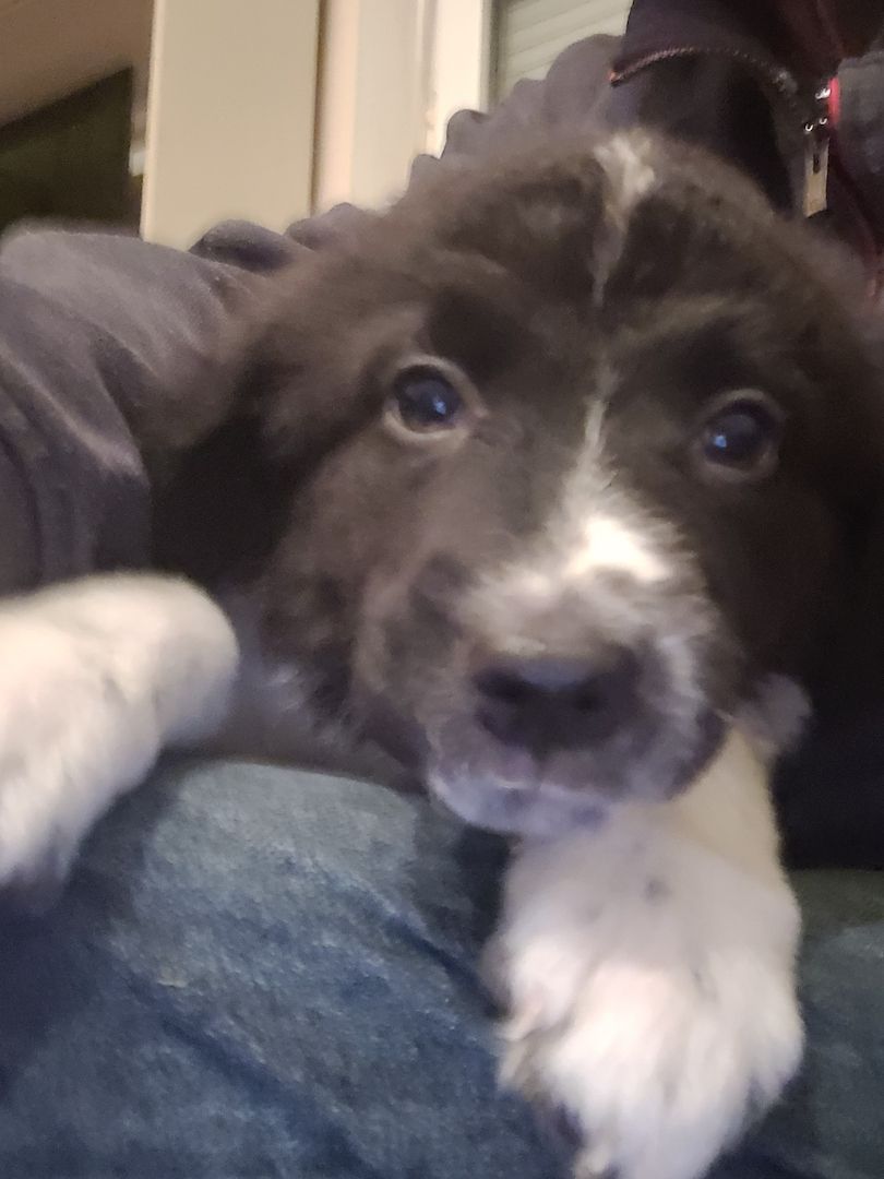Wunderschöne Bordercollie Mischlings Welpen suchen ein neues Zuhause