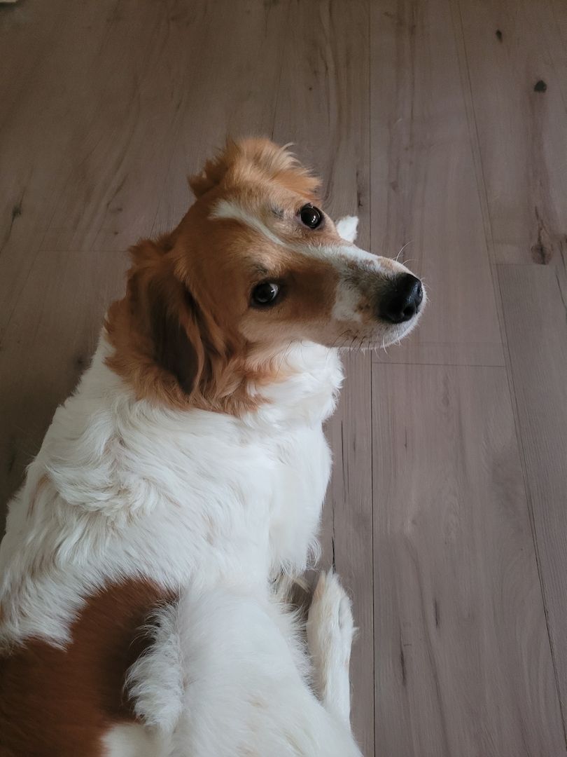 Wunderschöne Bordercollie Mischlings Welpen suchen ein neues Zuhause