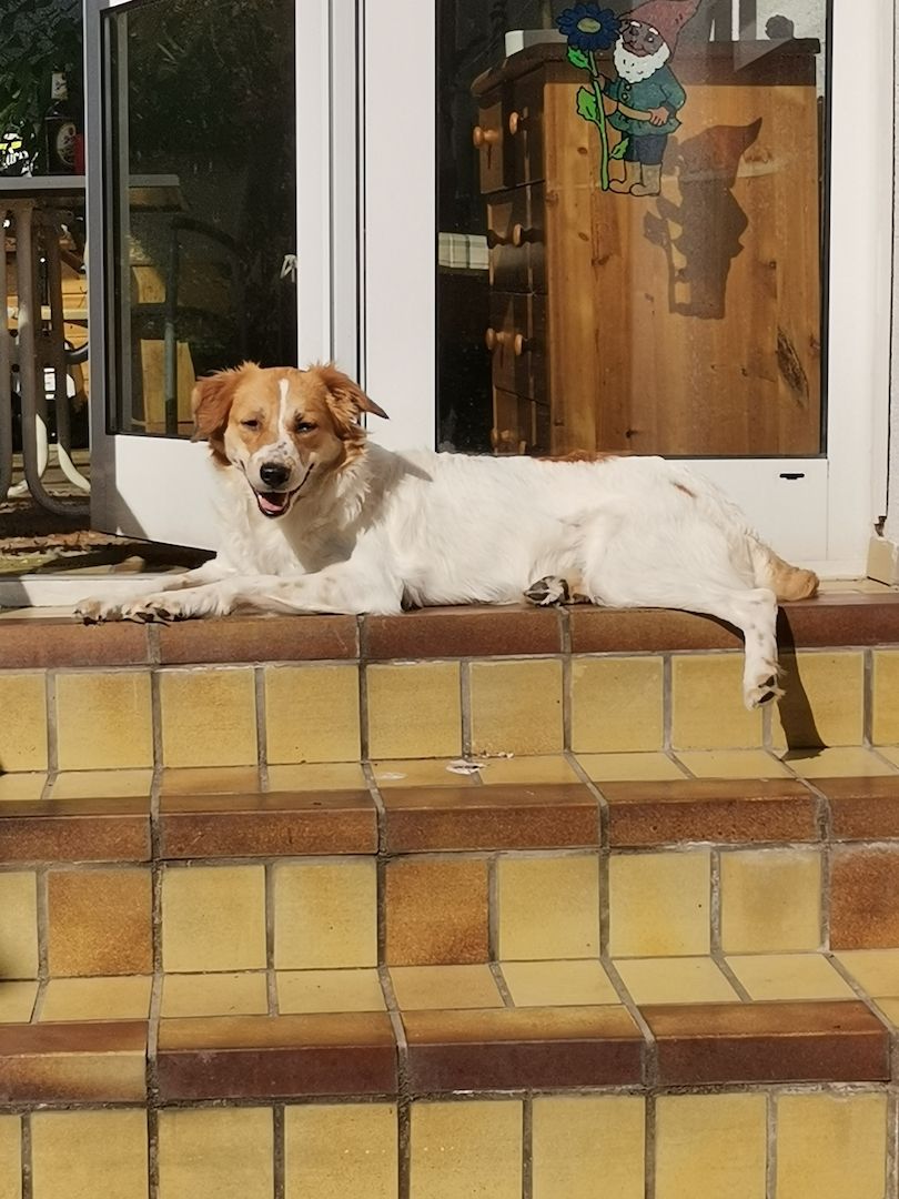 Wunderschöne Bordercollie Mischlings Welpen suchen ein neues Zuhause