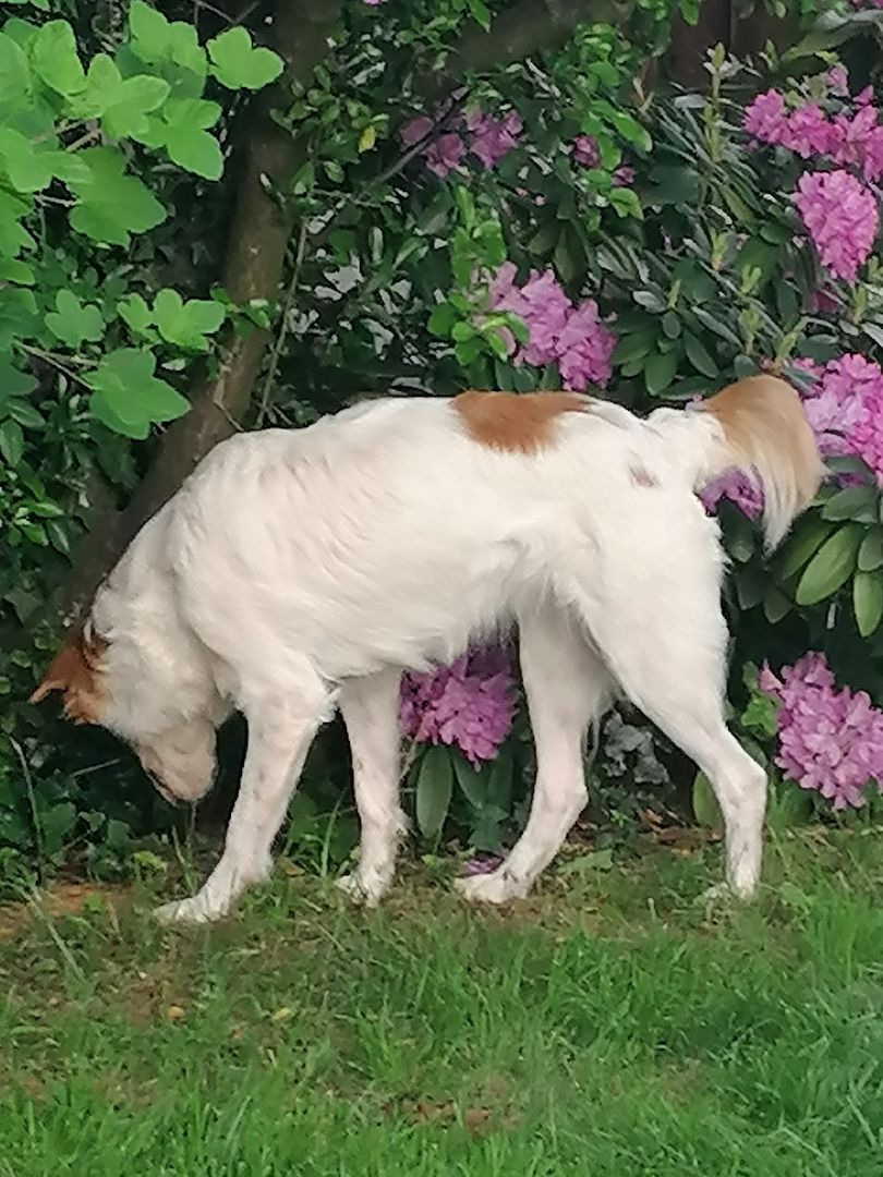 Wunderschöne Bordercollie Mischlings Welpen suchen ein neues Zuhause