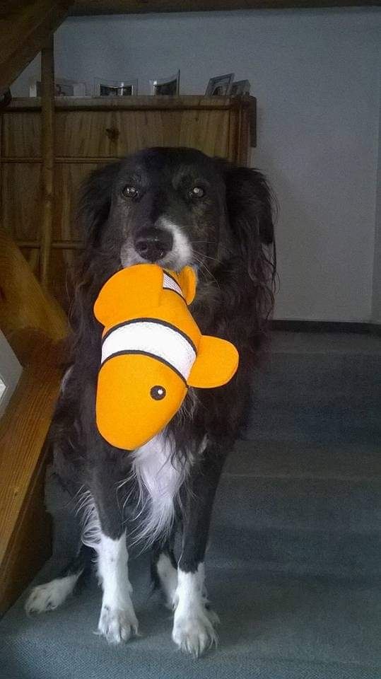 Wunderschöne Bordercollie Mischlings Welpen suchen ein neues Zuhause