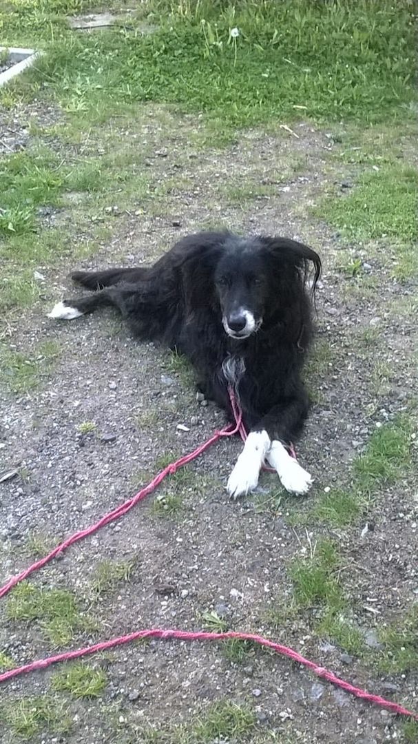 Wunderschöne Bordercollie Mischlings Welpen suchen ein neues Zuhause