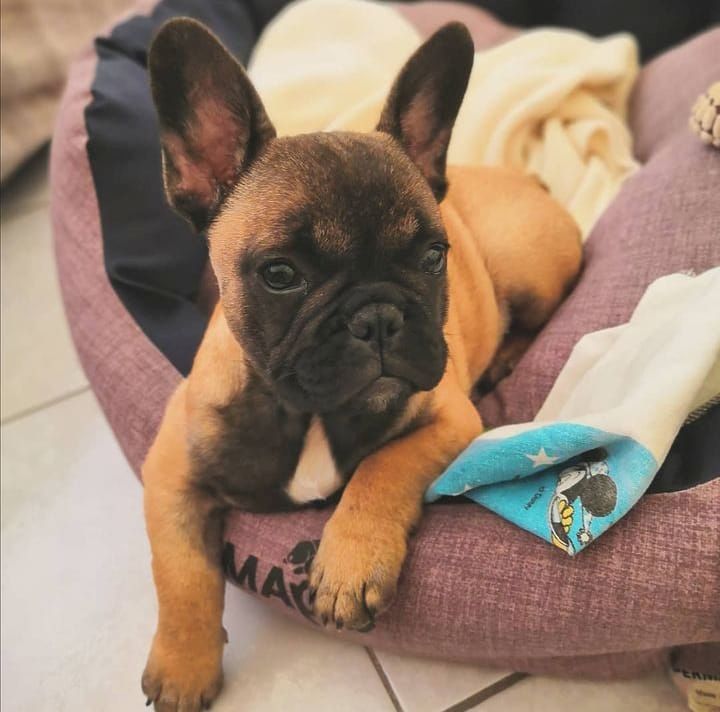 frenchy bulldog