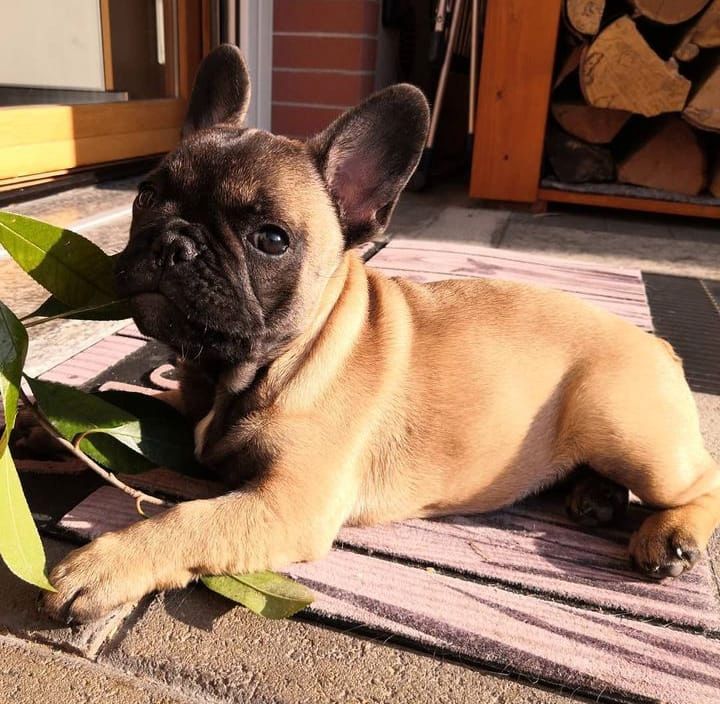 frenchy bulldog