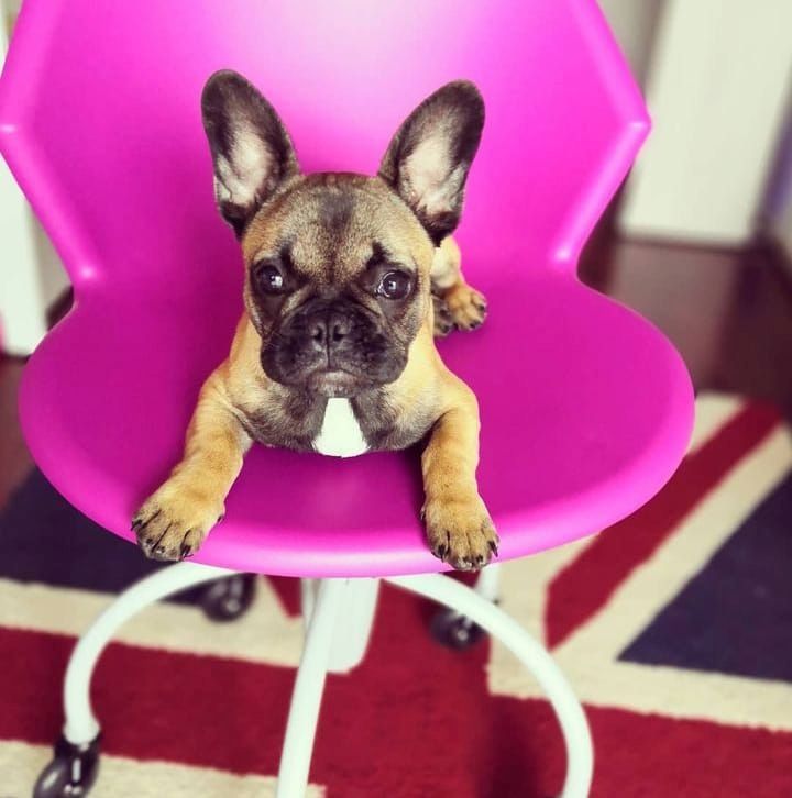 frenchy bulldog