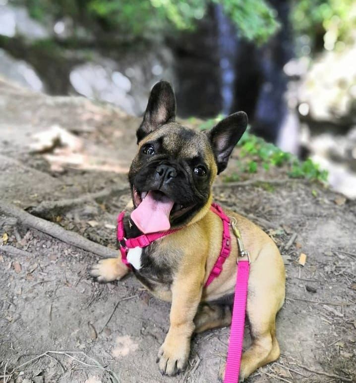 frenchy bulldog