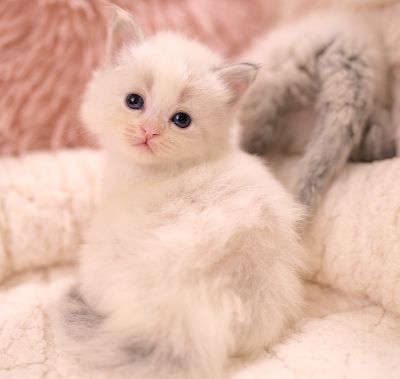 Neva Masquarade Kitten (Sibirische) mit Stammbaum