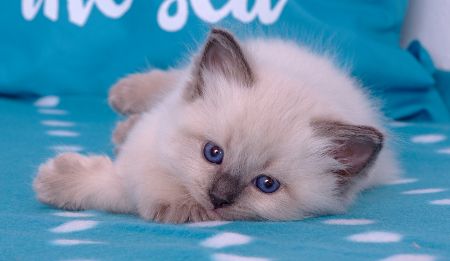 Neva Masquarade Kitten (Sibirische) mit Stammbaum