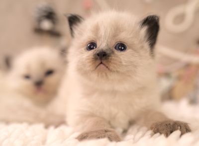 Neva Masquarade Kitten (Sibirische) mit Stammbaum