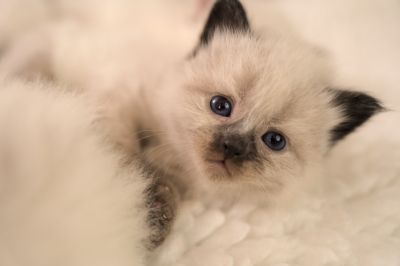 Neva Masquarade Kitten (Sibirische) mit Stammbaum