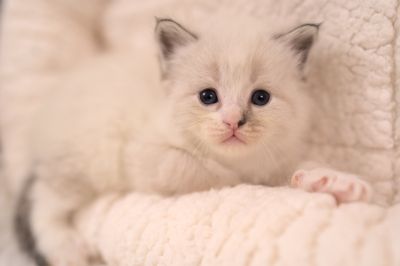 Neva Masquarade Kitten (Sibirische) mit Stammbaum