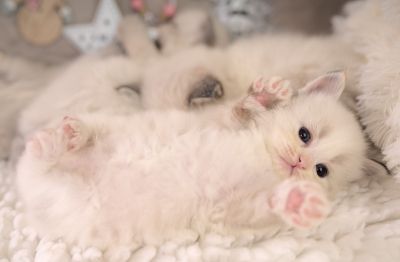 Neva Masquarade Kitten (Sibirische) mit Stammbaum