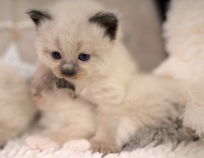 Neva Masquarade Kitten (Sibirische) mit Stammbaum