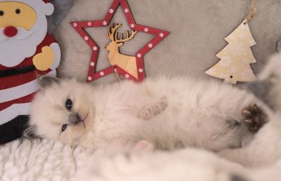 Neva Masquarade Kitten (Sibirische) mit Stammbaum