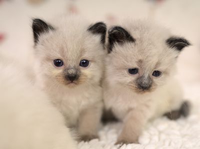 Neva Masquarade Kitten (Sibirische) mit Stammbaum