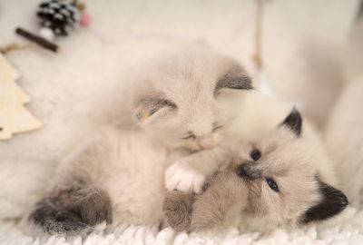 Neva Masquarade Kitten (Sibirische) mit Stammbaum