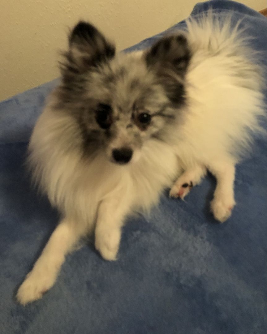 Zwergspitz Pomeranian Merle