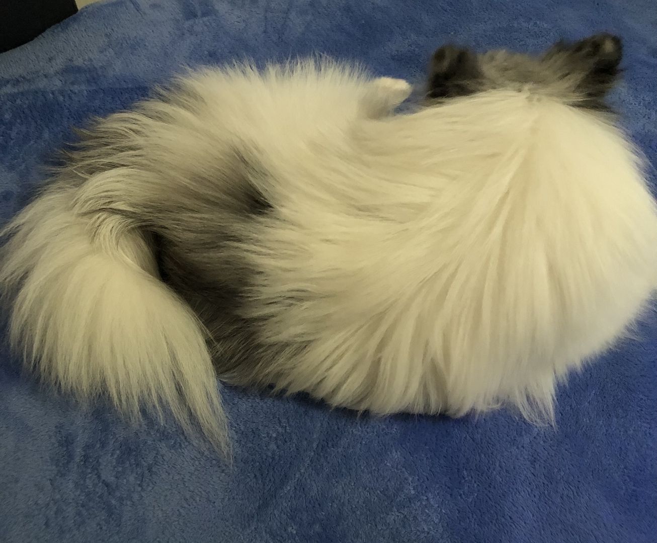 Zwergspitz Pomeranian Merle