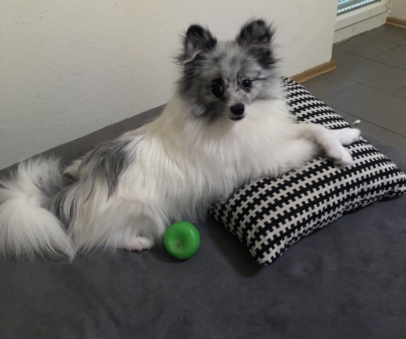 Zwergspitz Pomeranian Merle