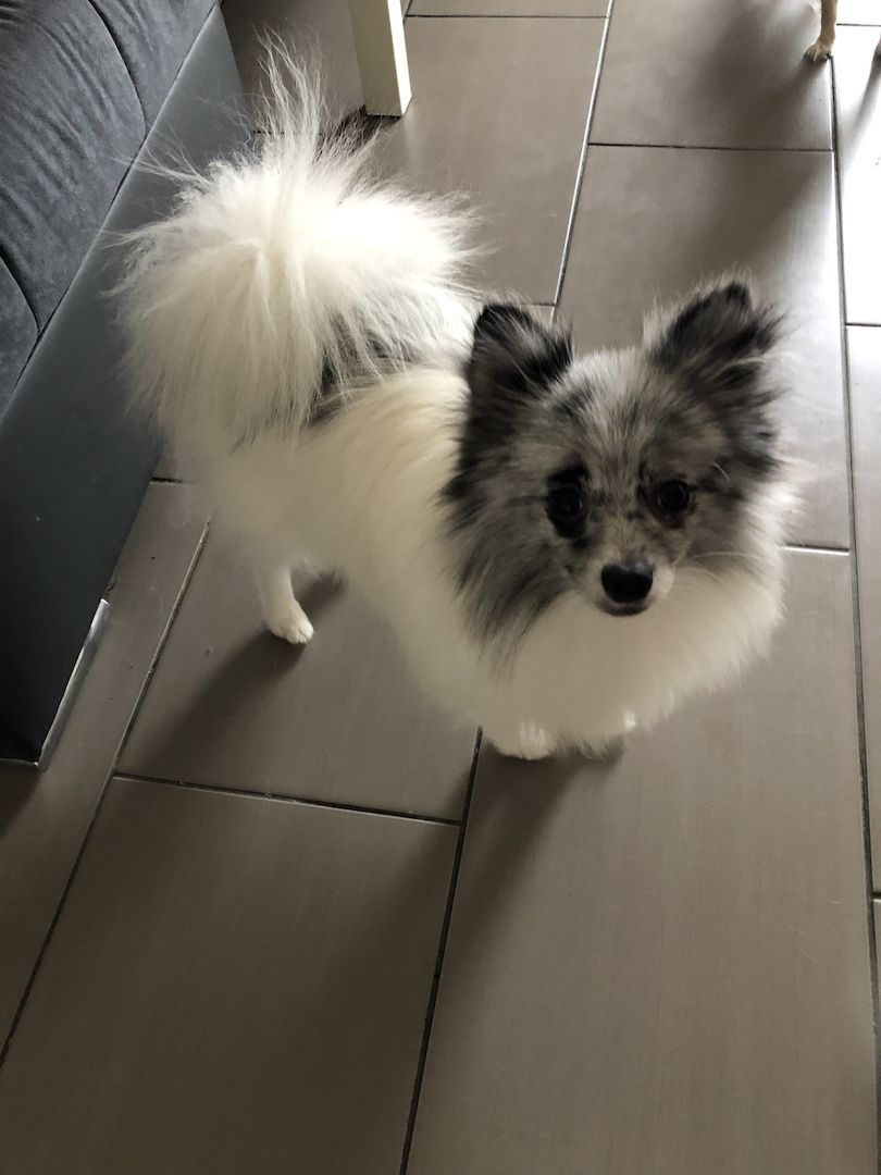 Zwergspitz Pomeranian Merle