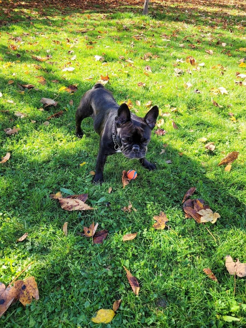 Französische Bulldogge